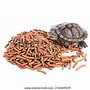 Image result for Red Spotted Turtle Food