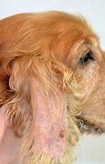 Image result for Dog Fur Mites