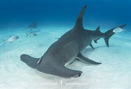 Image result for Gaint Hammerhead Shark