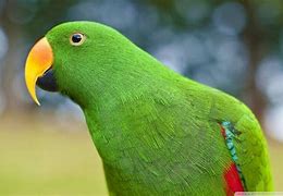 Image result for Burung Nuri Merah