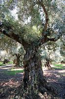 Image result for Mission Olive Tree