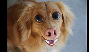 Image result for Funny Angry Dog Face