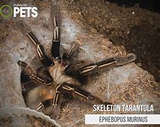 Image result for Venomous Tarantula