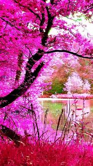 Image result for Bright Pink iPhone Wallpaper