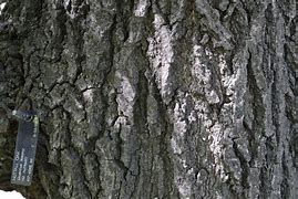 Image result for Nuttall Oak Tree