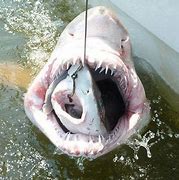 Image result for Shark Eating Gold Medal