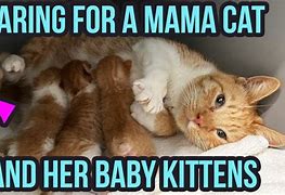 Image result for Mama Cat and Kittens