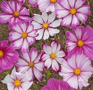 Image result for Cosmos Candy Stripe