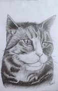 Image result for Cat Shading