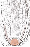 Image result for Lateral Root Cap