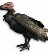 Image result for Vulture with Red Head