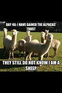 Image result for Alpaca Jokes