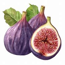 Image result for Fig Fruit Clip Art