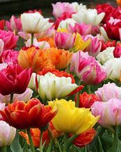 Image result for Blue Tulip Bulbs