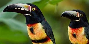 Image result for Panama Canal Animals