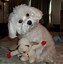 Image result for White Maltese Dog