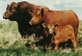 Image result for Red Angus Cattle