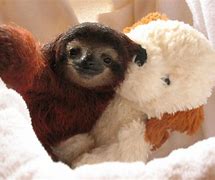 Image result for White Sloth Baby