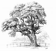 Image result for Tree Pencil Sketch