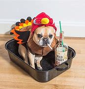 Image result for French Bulldog Thanksgiving