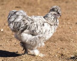 Image result for Gray Silkie Chicken