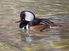 Image result for Hooded Merganser Duck Flying