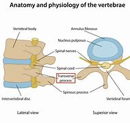 Image result for Transverse Spine