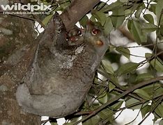 Image result for Colugo Glider