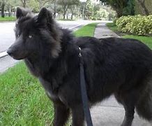 Image result for Black Malamute