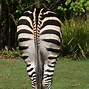 Image result for Zebra and Zebra with Tail of Fish