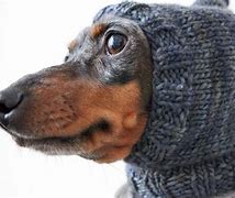 Image result for Dog Hat Sewing Pattern Free