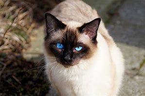 Image result for Brown Point Siamese