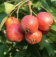 Image result for Pinnatifida Tree