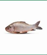 Image result for Akselafa Fish