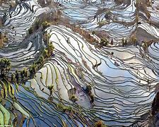 Image result for Chinese Paddy Fields