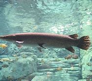 Image result for Arkansas Gar