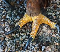 Image result for Birds of Prey Talons