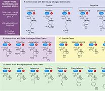 Image result for Amino Acid Properties Chart