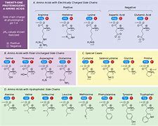 Image result for 20 Amino Acids and Structures