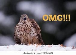 Image result for Shocked Hawk