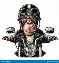 Image result for Bald Monkey Riding a Motorcycle