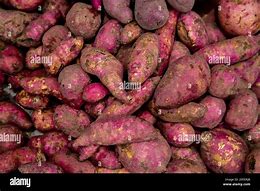 Image result for Batata Medicinal