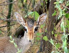 Image result for Dik Dik Nose