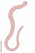 Image result for Tapeworm Cartoon