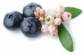 Image result for Blueberry Bloom