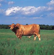 Image result for Cattle Size