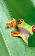 Image result for Real Frog