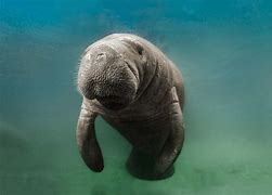 Image result for Dugongs Being Cute