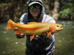 Image result for Palomino Fish