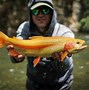 Image result for Palomino Fish